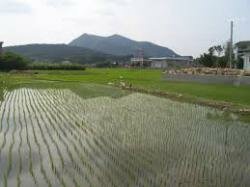 В этом году увеличилось производство риса