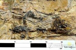 В Южной Корее обнаружен скелет динозавра